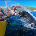 Jahmatav VIDEO | Hüljese eest põgenev kaheksajalg sooritas vägeva õhulennu ja maandus kajakisõitjale peaaegu otse paati!