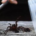 Kas saab veel hullemaks minna? Austraalia elanikke hoiatatakse surmavalt mürgiste ämblike eest