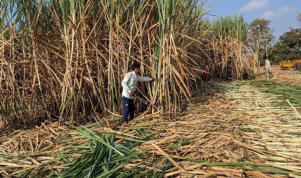 India suhkruroo kasvatajatel on põua tõttu keeruline aeg. Teadlaste sõnul võib suhkru hind kõrgeks jääda El Niño vaibumiseni.