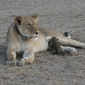 Ennenägematu (ja nunnu) vaatepilt: lõviema lapsendas tillukese leopardi