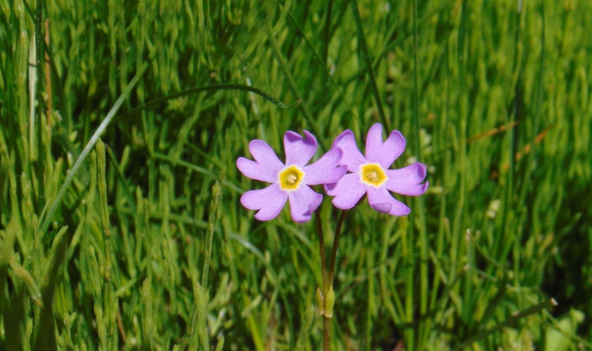 Finnmarki priimula Kumpula arboreetumis.
