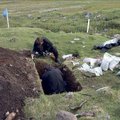 Kuidas viikingid endid Gröönimaal elus hoidsid?