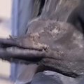 VIDEO | „Algul mõtlesin, et vaablasepesa!“ Järvamaa mees leidis lõõre puhastades jõledas seisus pardi