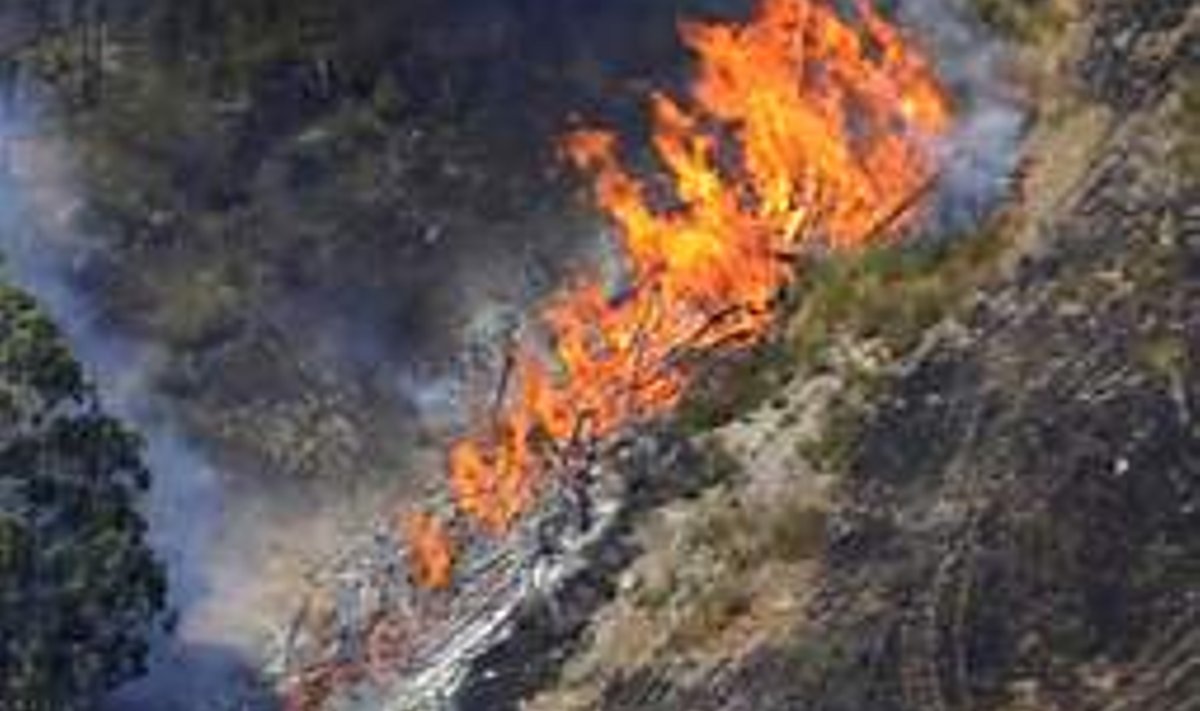Hävitustöö: Ametivõimud kardavad, et Austraalia põlengutes hukkunute arv kerkib 300 ligi. Afp