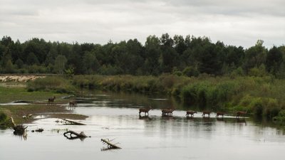 Стадо оленей переходит вброд реку в Чернобыльской зоне, сентябрь 2015 года. Фото: Бенедичук Володимир, CC BY-SA 4.0, commons.wikimedia.org 
