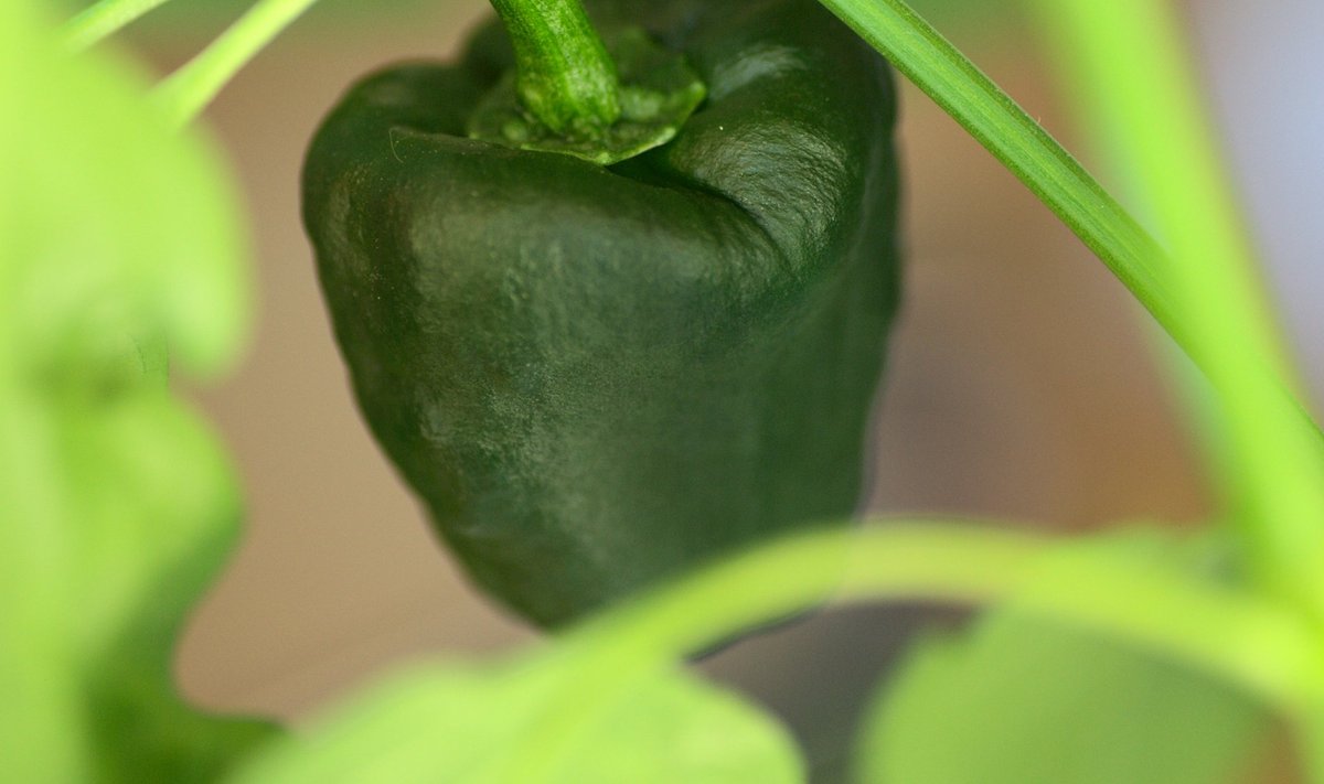 ‘Chile Negro’ on praegusel hetkel kompaktseim taim. Samuti on tema viljad kõige suuremad, kuid neid on taimel vaid viis. Valminult peaksid need olema pruunid, hea ettekujutuse korral on veidi pruunikat värvi viljal ka näha.