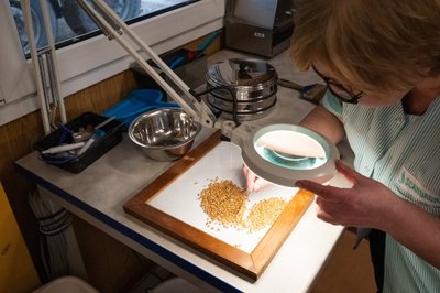 Laborant Natalija Kolmakova eraldab viljast prügilisandeid ja kontrollib nisuterade terviklikkust. 