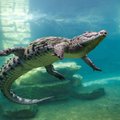 Neitsist sigimine loomariigis: krokodill viljastas iseennast