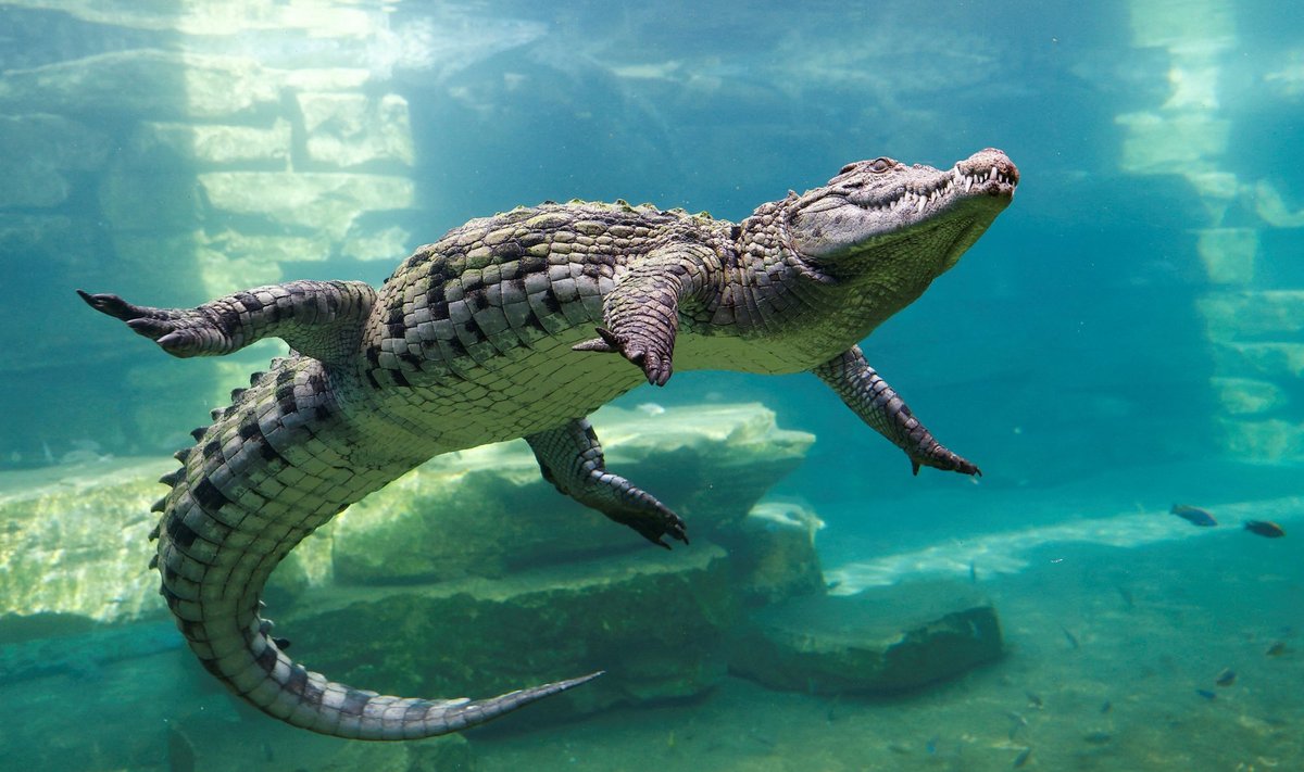 Krokodill (foto on illustreeriv)