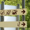 Tallinna loomaaed ootab kaht noort teravmokk-ninasarvikut