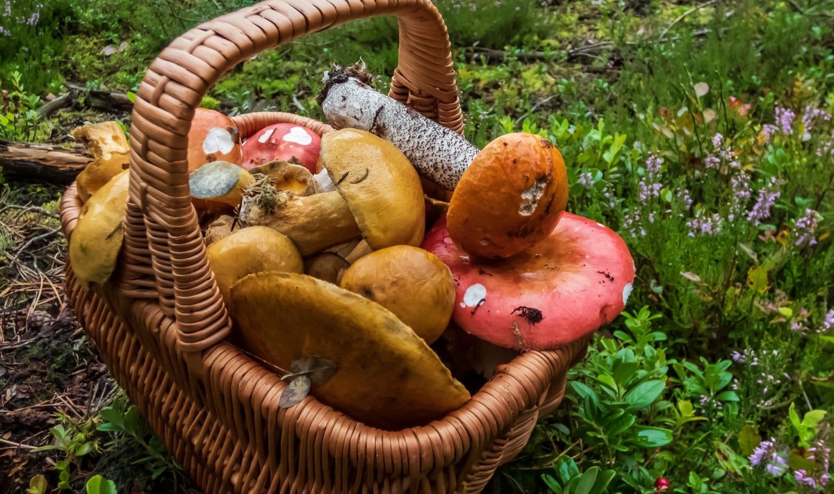 Может ли любой человек собирать грибы в чужом лесу? 