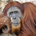 Orangutani genoom on inimese omast oluliselt mitmekesisem