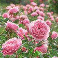 Õigesti roose lõigates soodustad nende kasvu ja teed taimed tugevaks