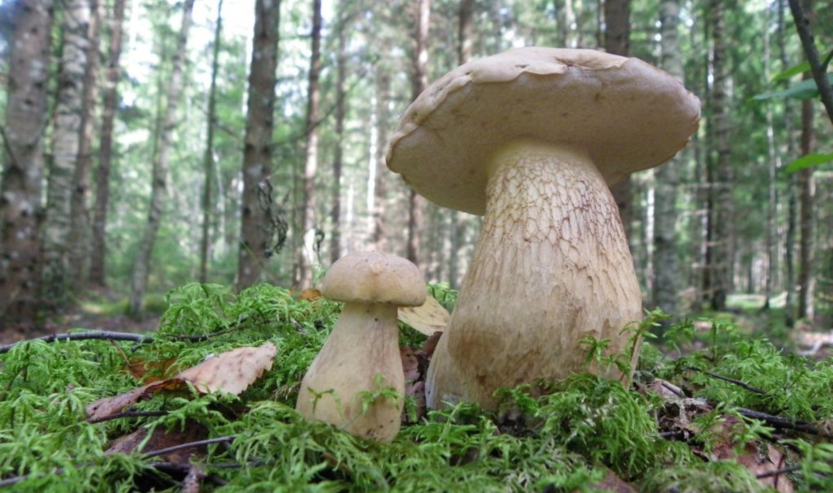 Желчный гриб (Tylopilus felleus). Другие названия: горчак, горькушка, ложный подберёзовик, ложный белый. Гриб растёт с конца июня до конца сентября в хвойных и лиственных лесах. Хорошо переносит жару и даже засуху. Эти экземпляры были найдены 24 августа