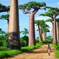 Обнимите баобаб, или таинственный мир Мадагаскара