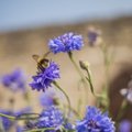 Ootamatu avastus võib päästa mesilased nende hirmsaima nuhtluse käest