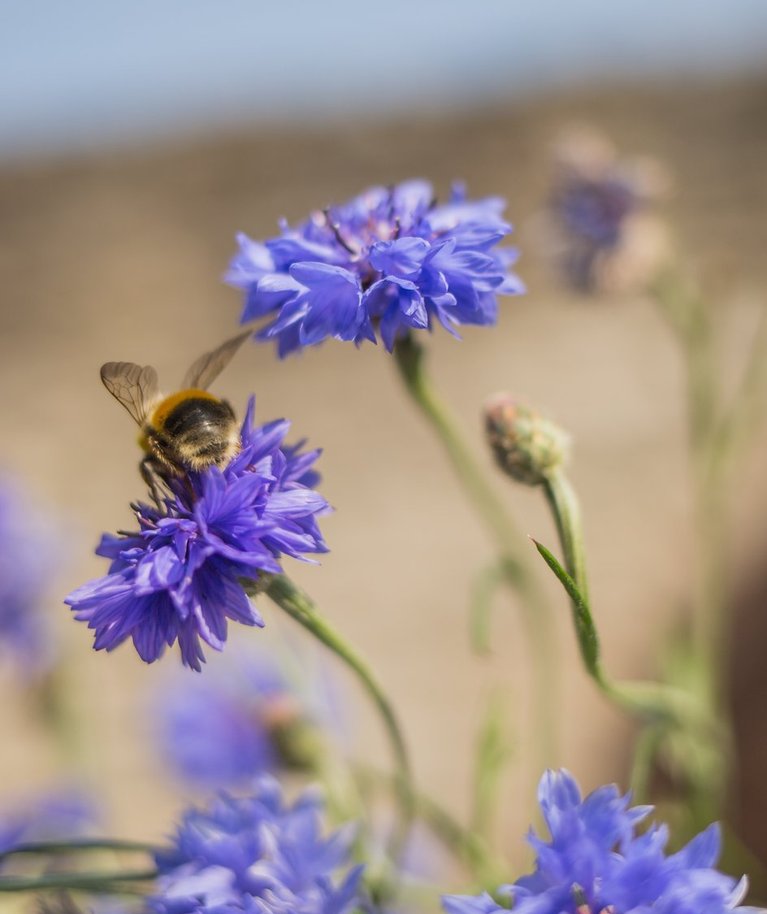 Üks ökokava, millele tuleb Euroopa Liidust toetus, on mesilaste korjeala rajamine.