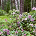 Rododendron – varasuve uhkeim õitseja