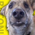 Muhe VIDEO | Humoorikas kahekõne koera ja omaniku vahel teeb tuju tõeliselt heaks
