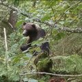 ВИДЕО | Медведь из Хаанья с удовольствием уплетает орехи