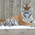 VIDEO: Tallinna loomaaias tuli kõndimisega kimpu jäänud tiiger ülevaatuseks uinutada