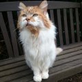 В Британии умер самый старый кот в мире. Он немного не дожил до 32 лет