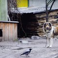 Politsei Pirita vandaalidest: Torusiilipomme võisid loopida lapsed, koerte mürgitamise kohta info puudub