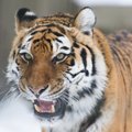 Tiigrioru toetuseks mõeldud heategevuskontsert „Tiigri tee“ jääb ära: mis saab Tiigrioru projektist edasi?