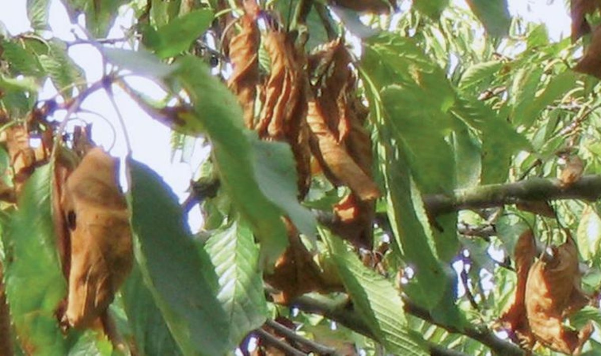 Keerdlehisus kirsipuul