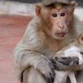 Südantliigutav ahviarmastus: reesusmakaak hakkas hüljatud koerakutsika kasuemaks