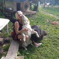 FOTOD JA VIDEO | Vigaseks pekstud, surmasüstile määratud ja doonoritena kasutatud: Pärnumaa naise kodus leiavad peavarju needki koerad, keda varjupaigad ei taha