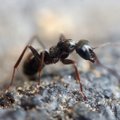 Võsul sipelgapesa hävitanud noorukid on tuvastatud