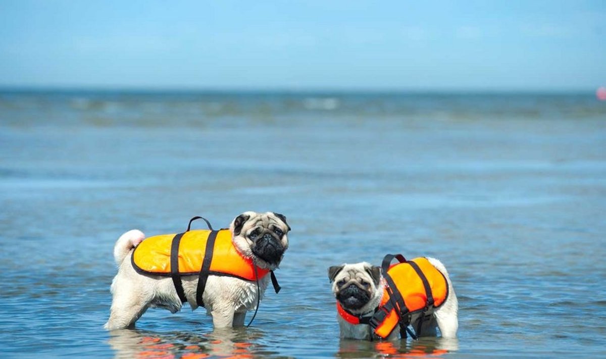 Ujumisvest: See on hädavajalik neile koertele, kelle kehaehitus pole ujumiseks loodud. Kuigi need mopsid püsivad vee peal ka ilma ujumisvestideta, sulistavad nad vees meelsamini turvalistes vestides.