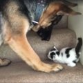 VIDEO: Väga armas! Koer aitab väikest kassipoega ja tassib ta õrnalt trepist üles