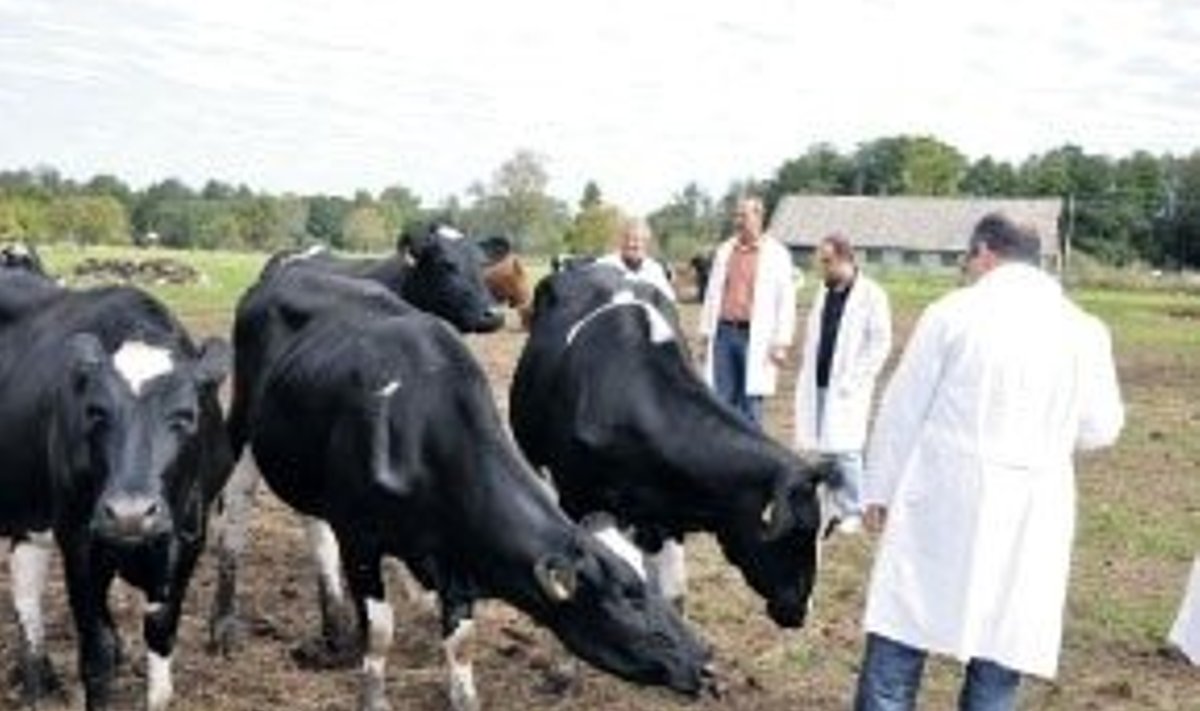 Türgi veterinaarametnikud on Eesti talude karjamaadel sel aastal tavapärane nähtus.
