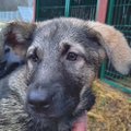 KODULEIDJA | Rõõmus koeratüdruk Rooma jäeti juba kutsikana taluväravasse