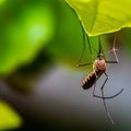 Комары спасут человечество от коронавируса?