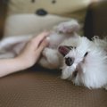 NUTIKAID NIPPE, kuidas koerakarvadest hõlpsalt ja kiirelt vabaneda