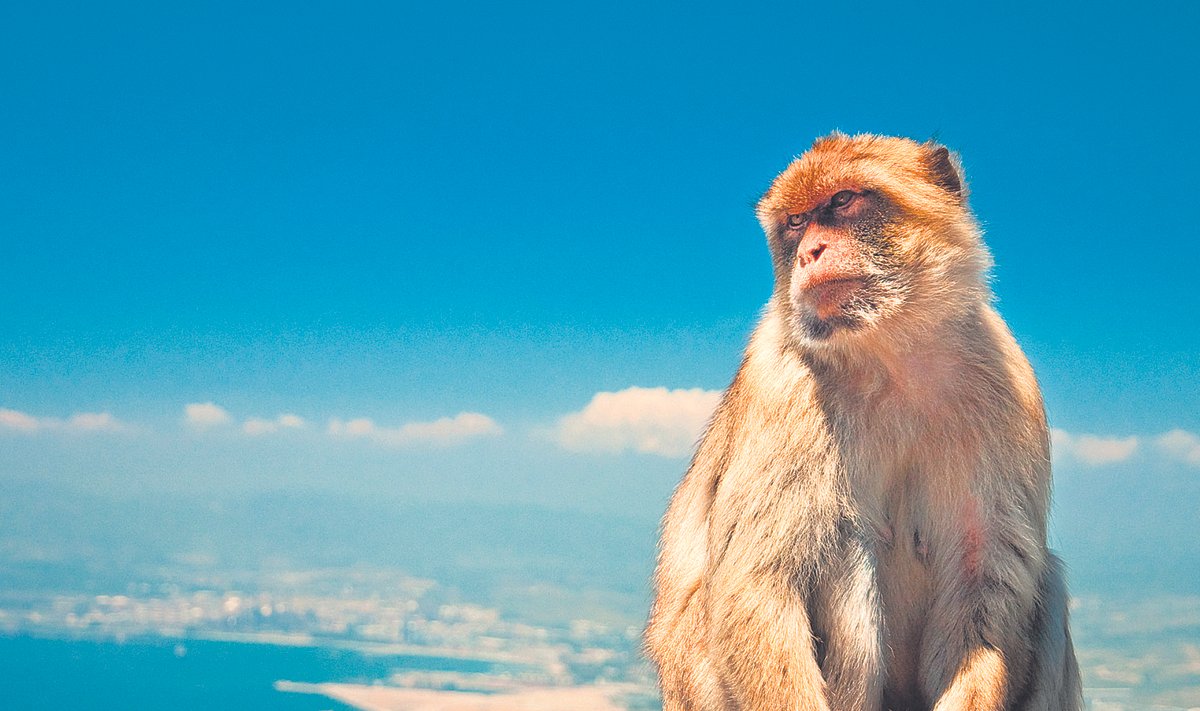 Gibraltarlastel on makaakide  suhtes suur poolehoid.  Ahvikeste elu on Upper Rocki  looduskaitsealal hästi  korraldatud – iga makaak  saab päevas 550 grammi  toitu ning vajadusel arstiabi.