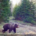 Hiiumaa karu sai endale kaaslase: kaamera ette jäi juba teine mesikäpp