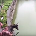 VIDEO: Sadistlikud loomaaiatöötajad lükkasid hirmunud eesli näljaste tiigrite lõugade vahele