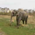 FOTOD: Lasnamäel jalutas kaubanduskeskuse taga üksik elevant