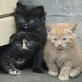 Loomakliinik õpetab ära tundma: 4 haigust, mis koduseid kassipoegi enim ohustavad 