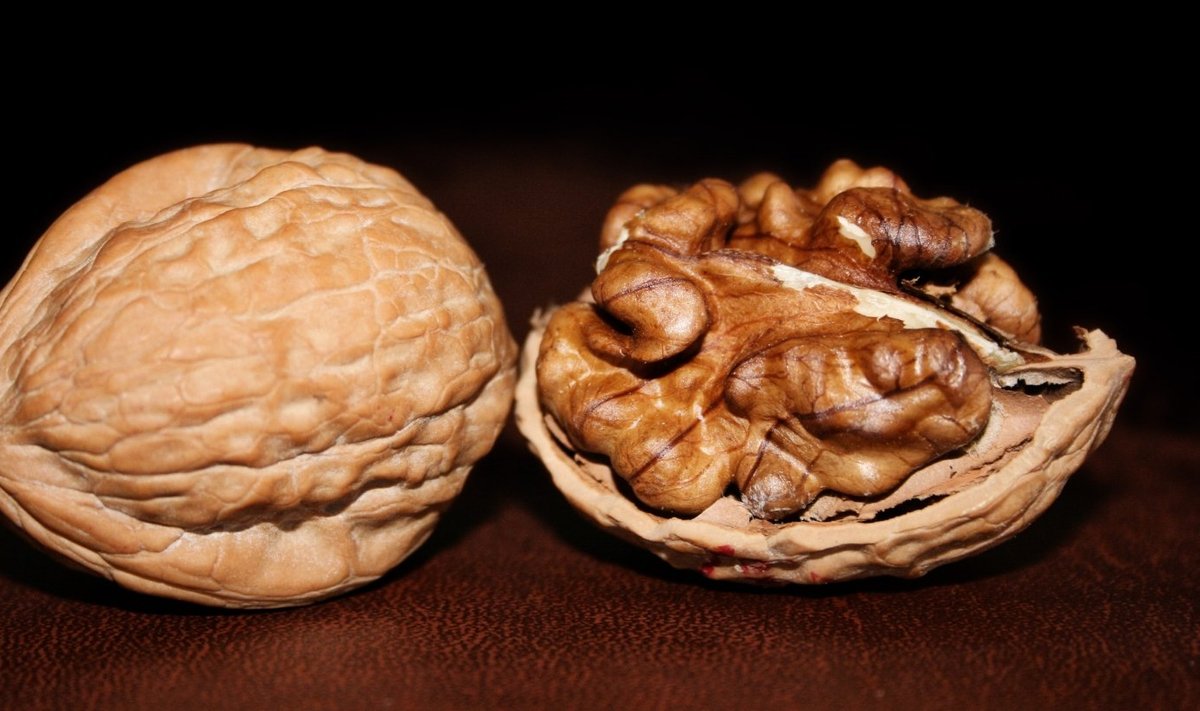 Ajutaolise kujuga Kreeka pähkel ongi kasulik just ajule ja ajutegevusele.