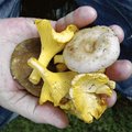 Внимание! В Эстонии зафиксированы тяжелые случаи отравления грибами