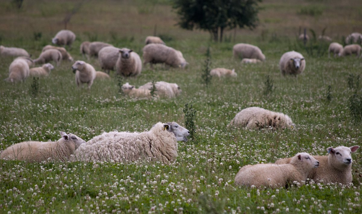 Senine praktika näitab, et just lambad pääsevad sageli aedikutest välja ning langevad huntide saagiks. Paksu pahandust võib tekitada ka lammaste pääsemine näiteks naabrimehe kapsapõllule.