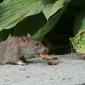 Loomakaitsjad tõstavad rottide tapmise vastu mässu