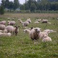 Suveks viiakse lambad laidudele rohtu sööma