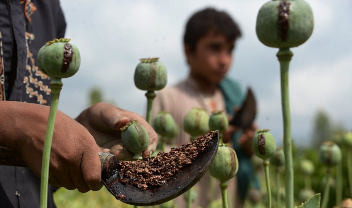 Afganistani lapsed moonipõllul oopiumi kogumas