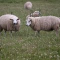 VIDEO: Kes lasi lambad lahti? Lambaralli Sõmeru peatänaval